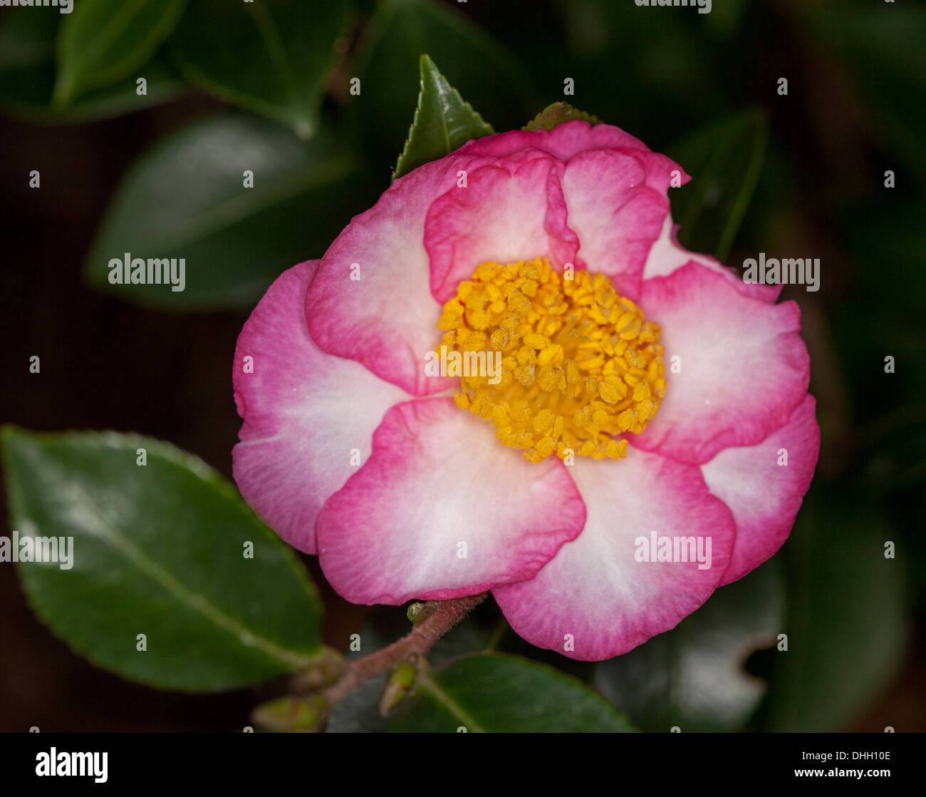 Spettacolare rosa e bianco fiore e foglie di colore verde scuro di un insolito Camellia sasanqua cultivar "qualcosa di speciale su sfondo scuro Foto Stock