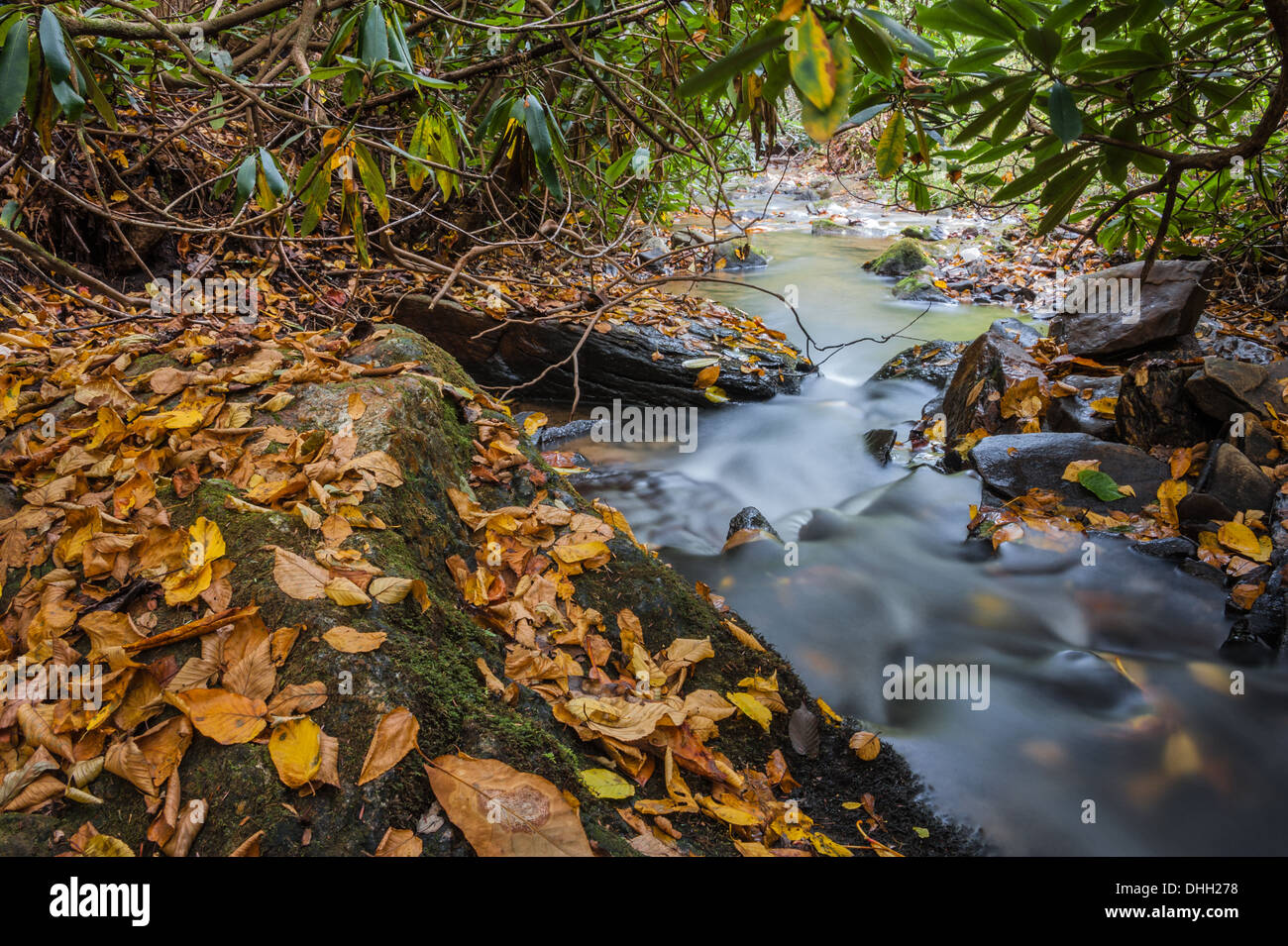 Le foglie d'autunno dorate si stabiliscono lungo un tranquillo torrente sotto una tettoia di Rhododendron vicino ad Asheville, North Carolina. (USA) Foto Stock