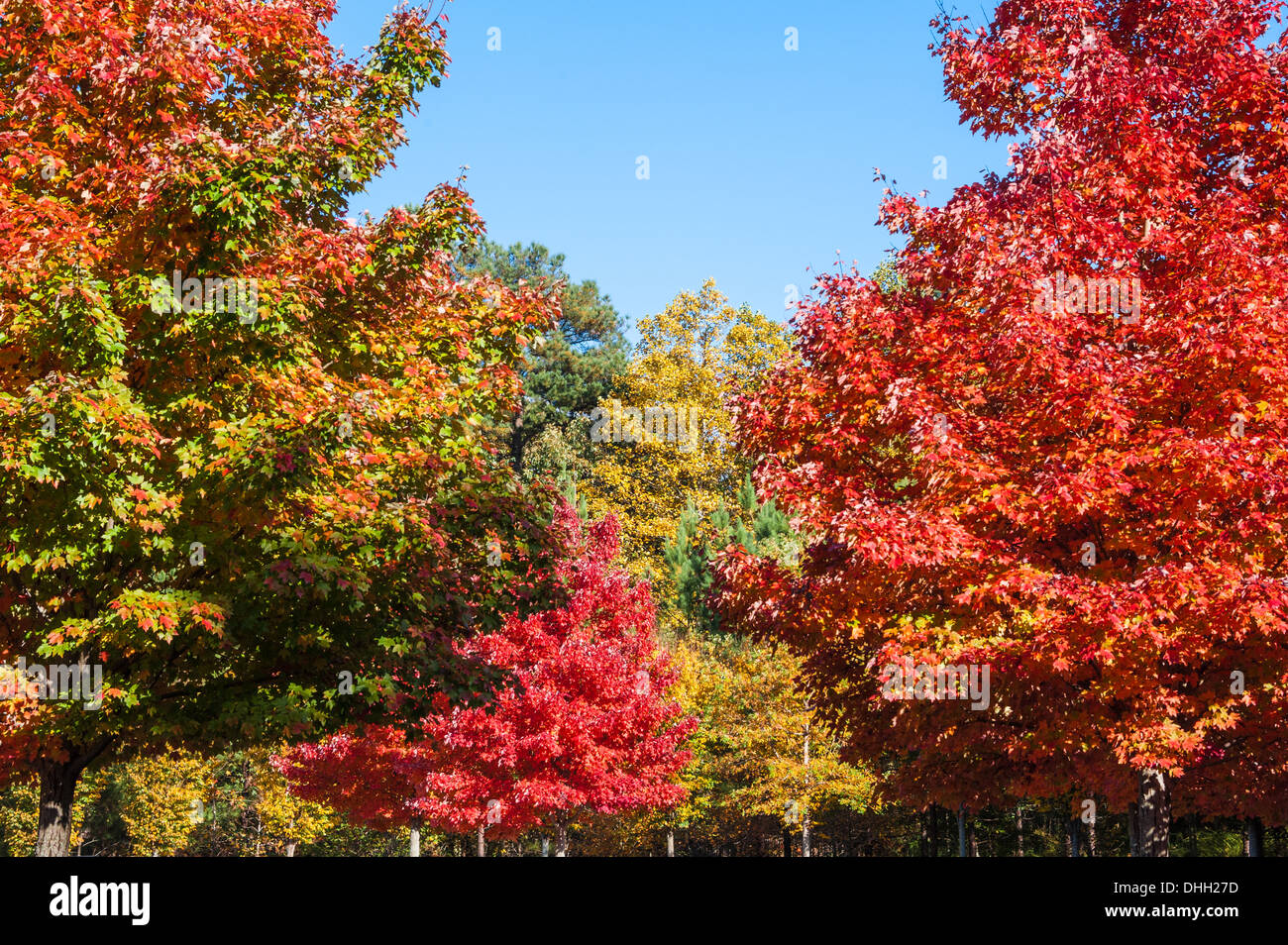 Vivaci colori autunnali del fogliame autunnale vicino ad Atlanta, Georgia. (USA) Foto Stock