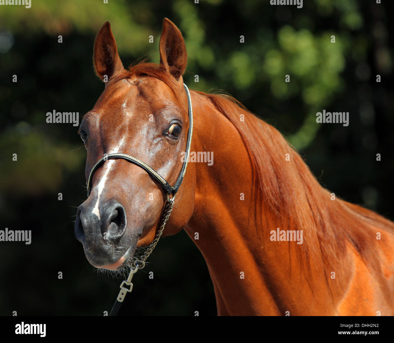 Colpo alla testa di una baia Arabian Horse contro una chioma scura sullo sfondo Foto Stock