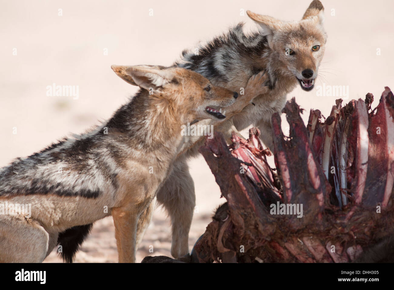 Nero-backed Jackal con kill nel deserto del Kalahari Foto Stock