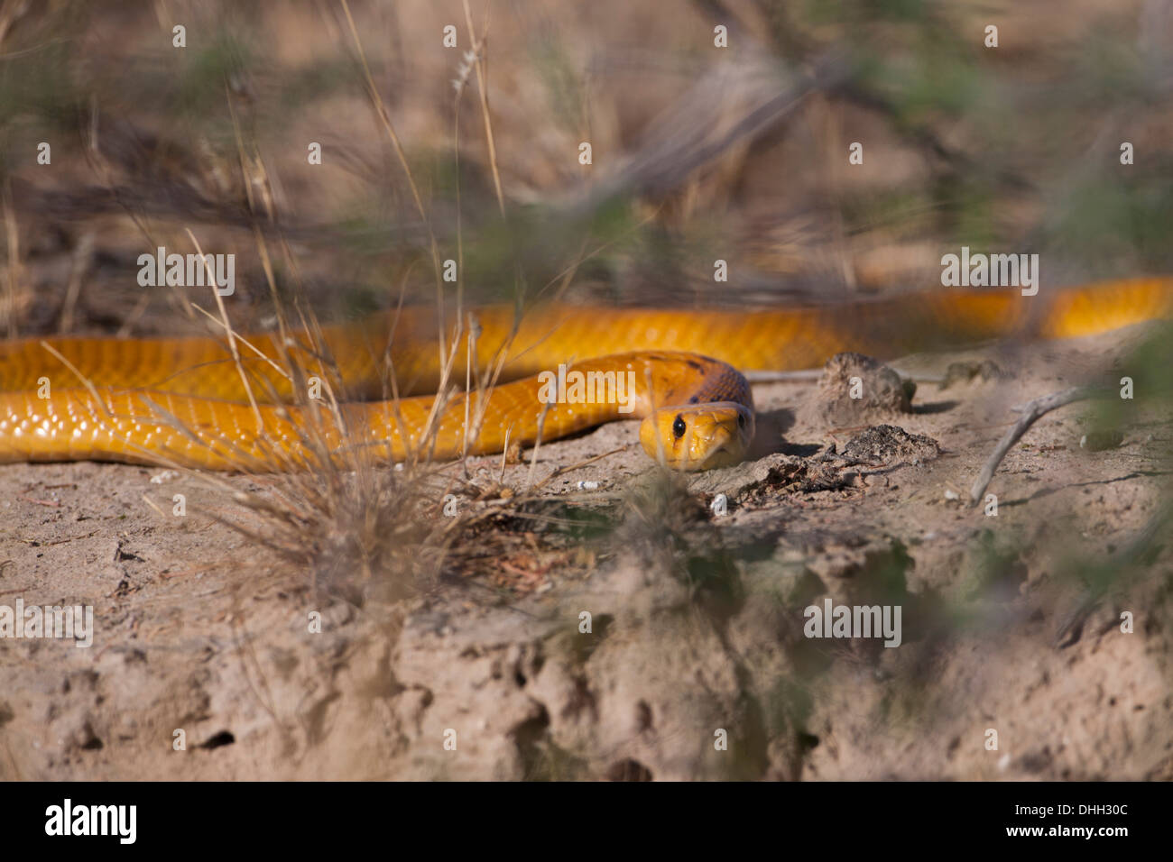 Cape Cobra (naja nivea) Sud Africa Foto Stock