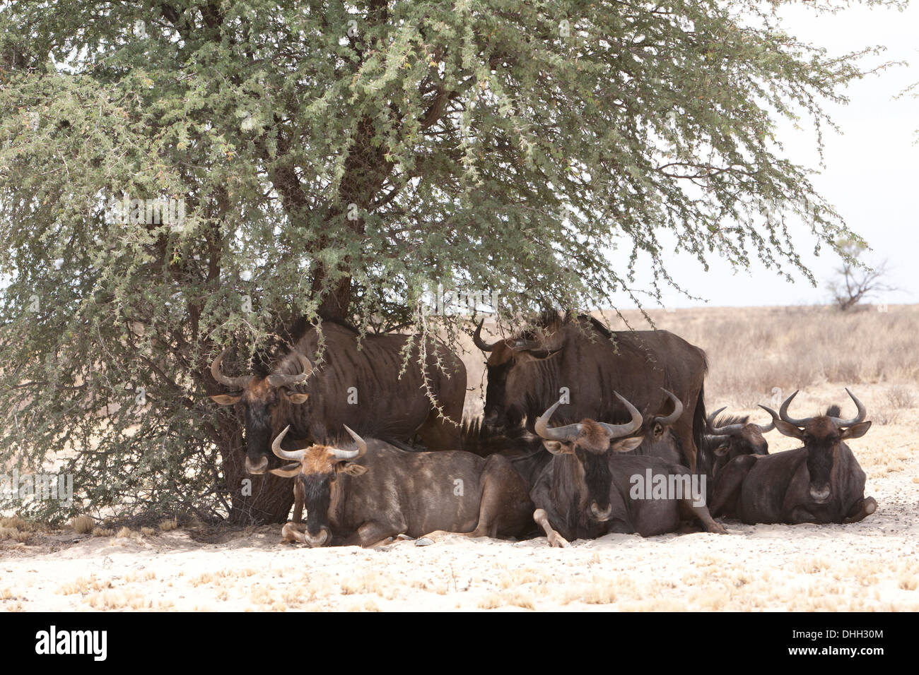 Blue Gnu (connochaetes taurinus) allevamento in appoggio sotto l'ombra di un albero nel deserto del Kalahari, Sud Africa Foto Stock