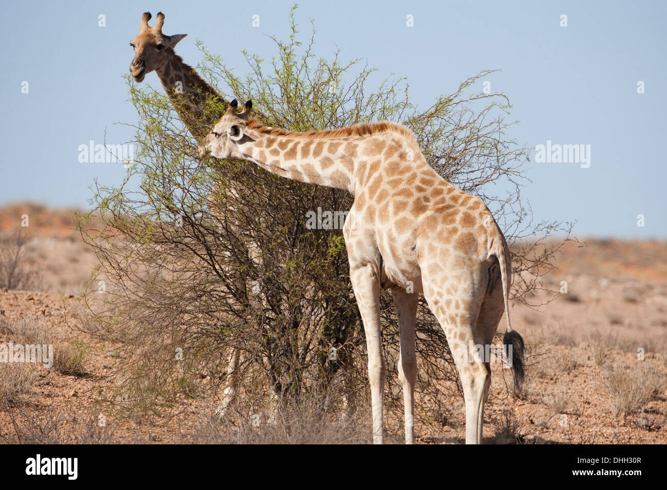 Sud della giraffa camelopardalis giraffa Foto Stock