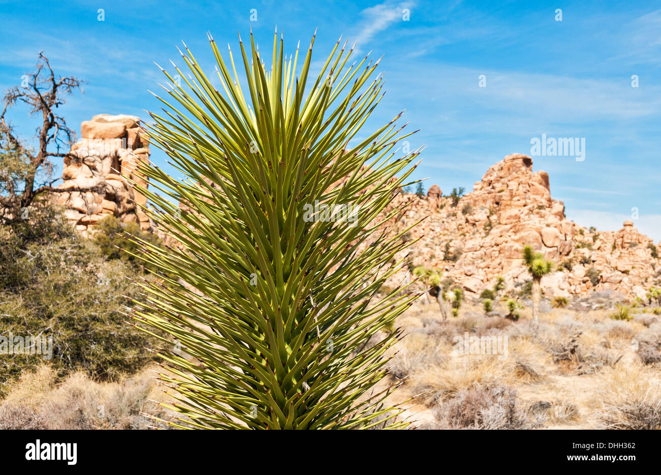 California, Joshua Tree National Park, Hidden Valley Trail, Joshua Tree, Yucca brevifolia Foto Stock
