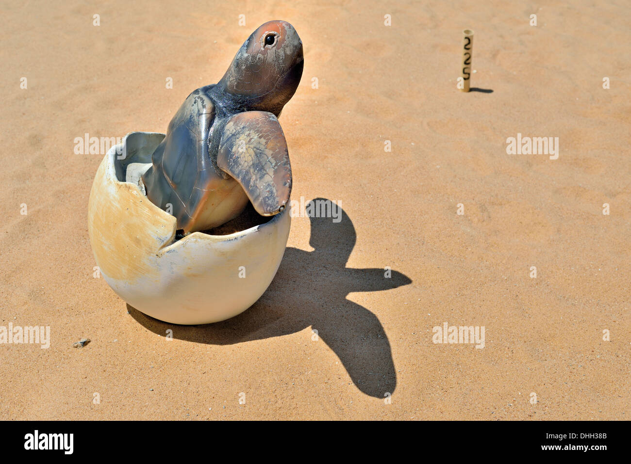 Il Brasile, Bahia: modello uovo e baby tartaruga di mare presso il Museo Aperto per le tartarughe di mare del Progetto TAMAR in Praia do Forte Foto Stock