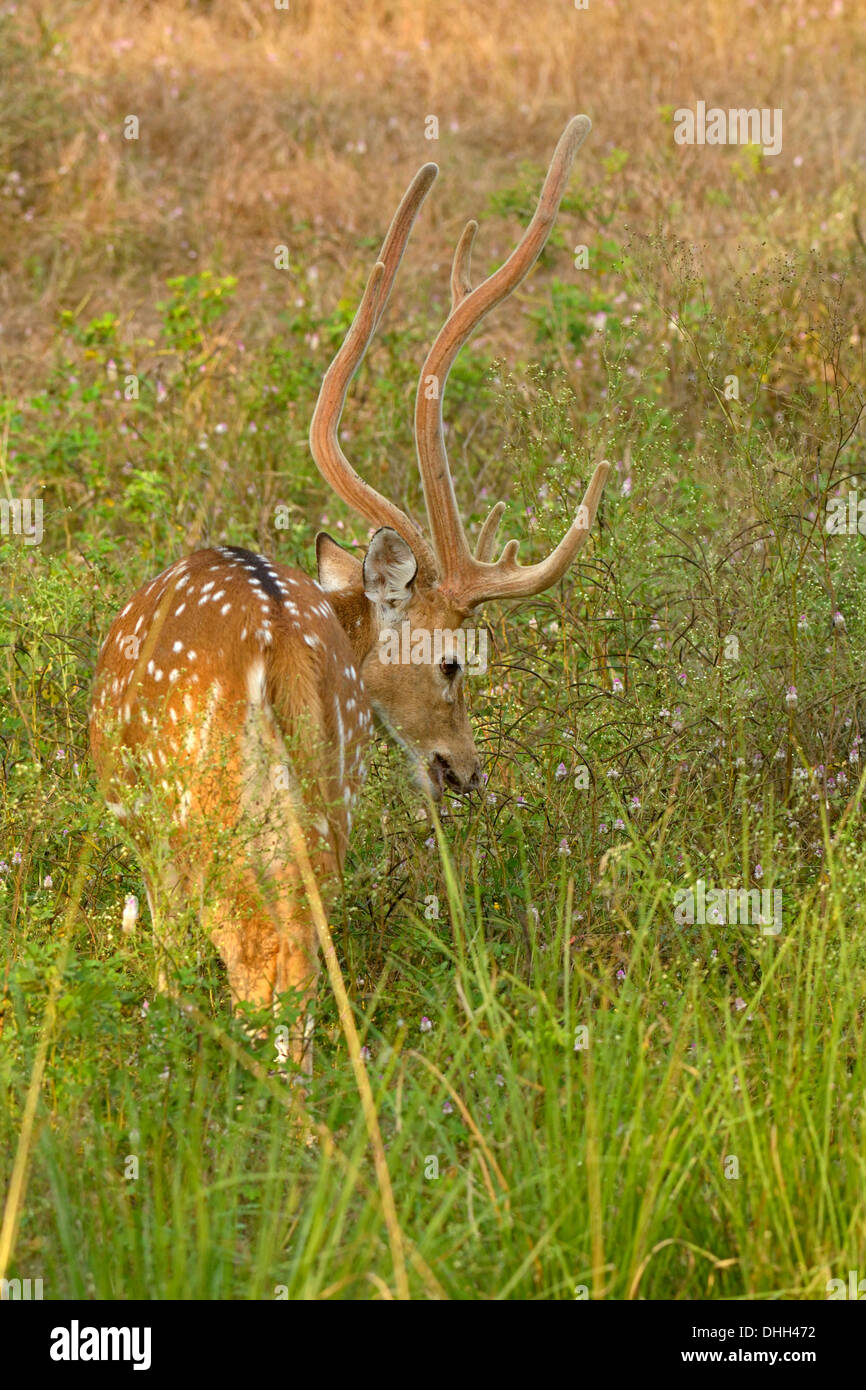 Maschio o chiazzato cervi asse (asse asse) in velluto subito dopo la stagione delle piogge monsoniche Ranthambhore. Foto Stock