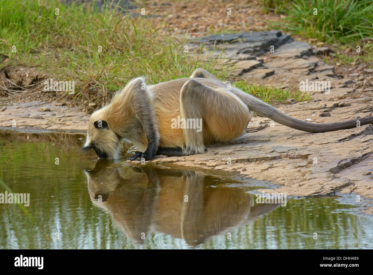 Un Langur (Presbytis entellus) monkey acqua potabile in Ranthambhore riserva della tigre Foto Stock