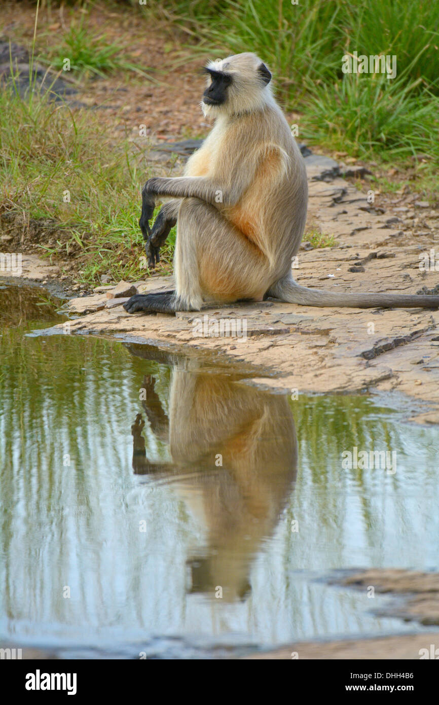 Un Langur (Presbytis entellus) scimmia in Ranthambhore riserva della tigre Foto Stock