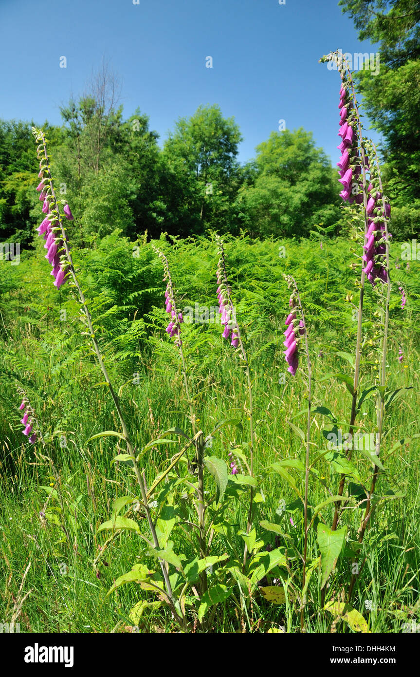 Foxgloves - Digitalis purpurea crescente nella radura, Foresta di Dean Foto Stock