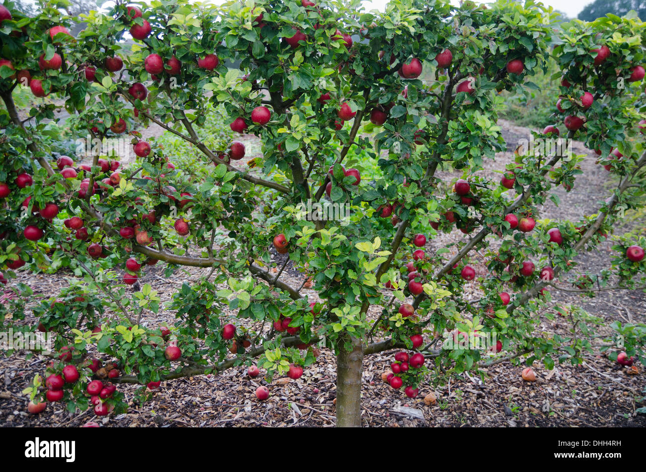 Spalliera albero di mele con mele su di esso. Foto Stock