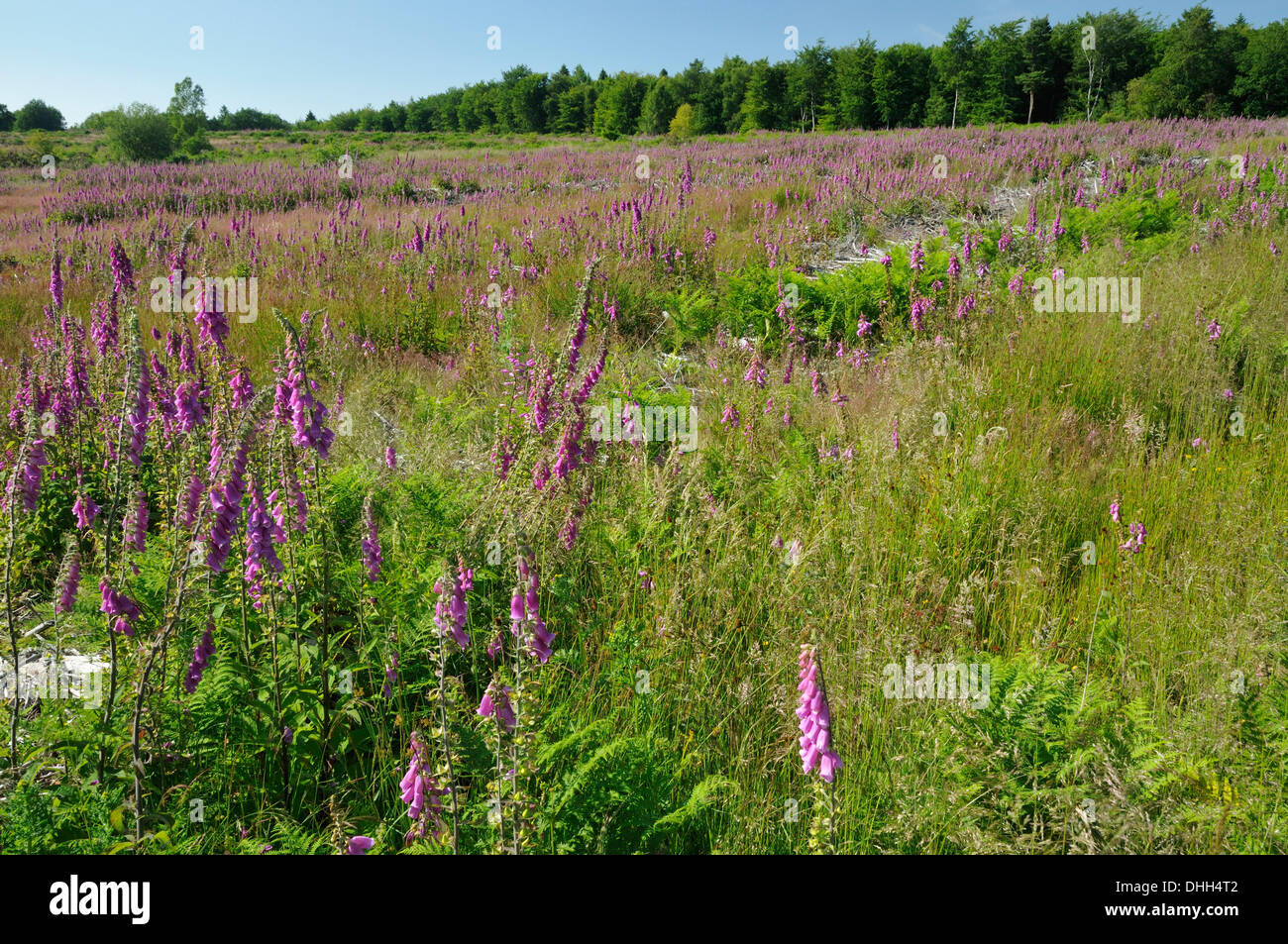 Massa di Foxgloves - Digitalis purpurea sulla brughiera di terra di restauro, Woorgreens, Foresta di Dean Foto Stock