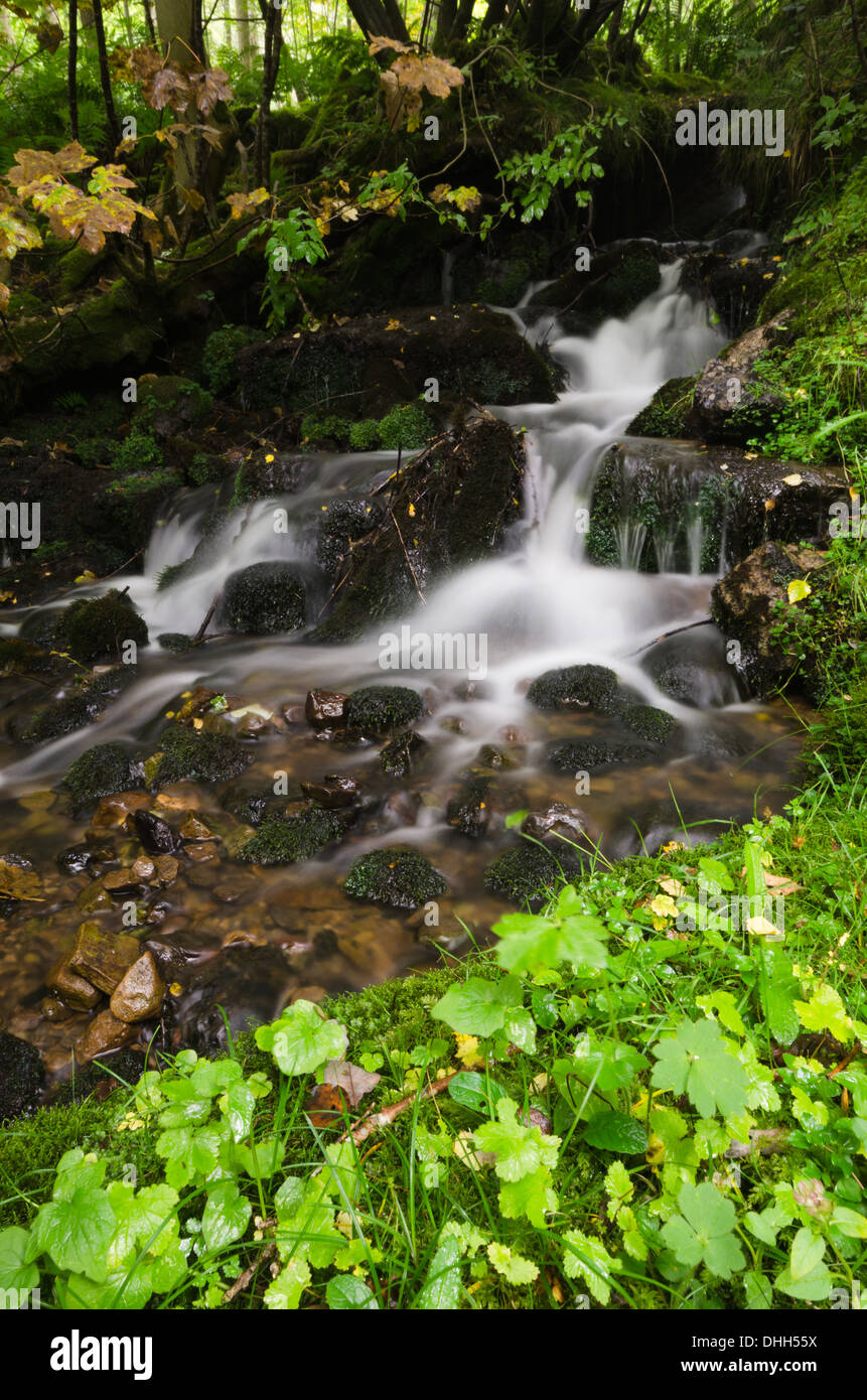 La cascata nel bosco Foto Stock
