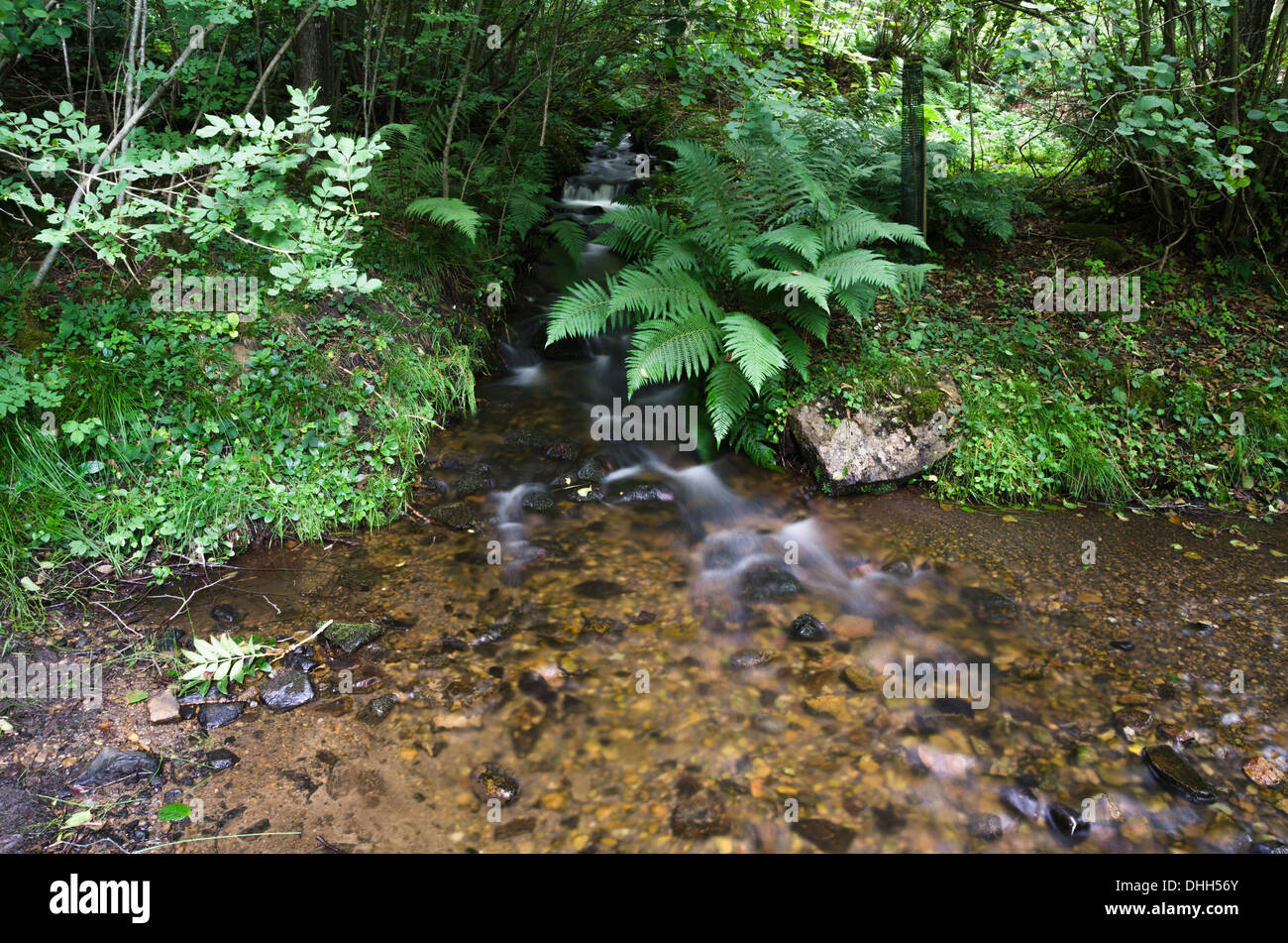 Un flusso di bosco Foto Stock