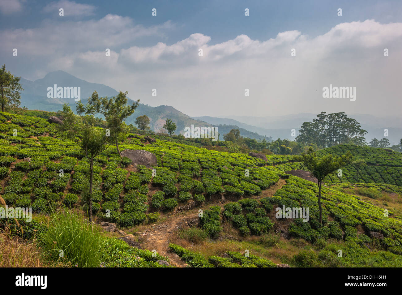 Le piantagioni di tè in Munnar Kerala, India Foto Stock