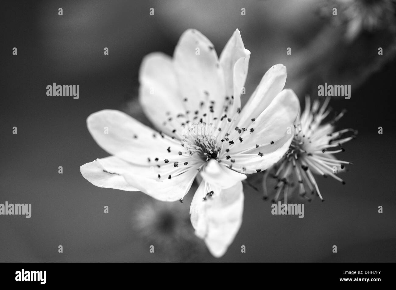 Blackberry blossom in bianco e nero Foto Stock