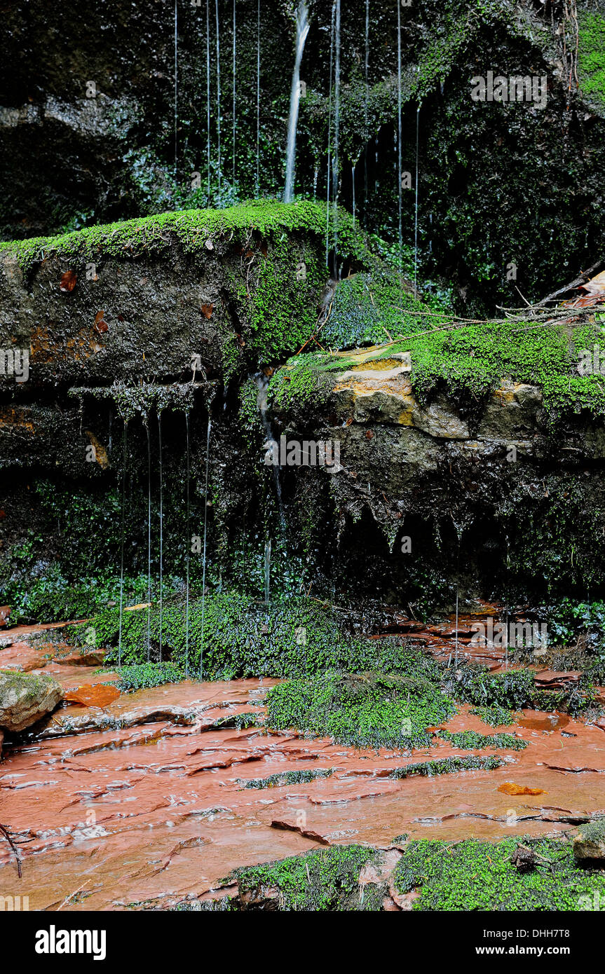 Flussi di acqua in MOSS Foto Stock