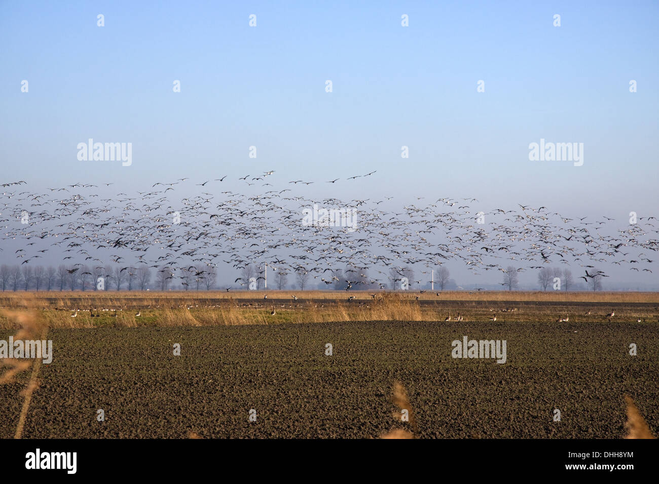 stormo di uccelli Foto Stock