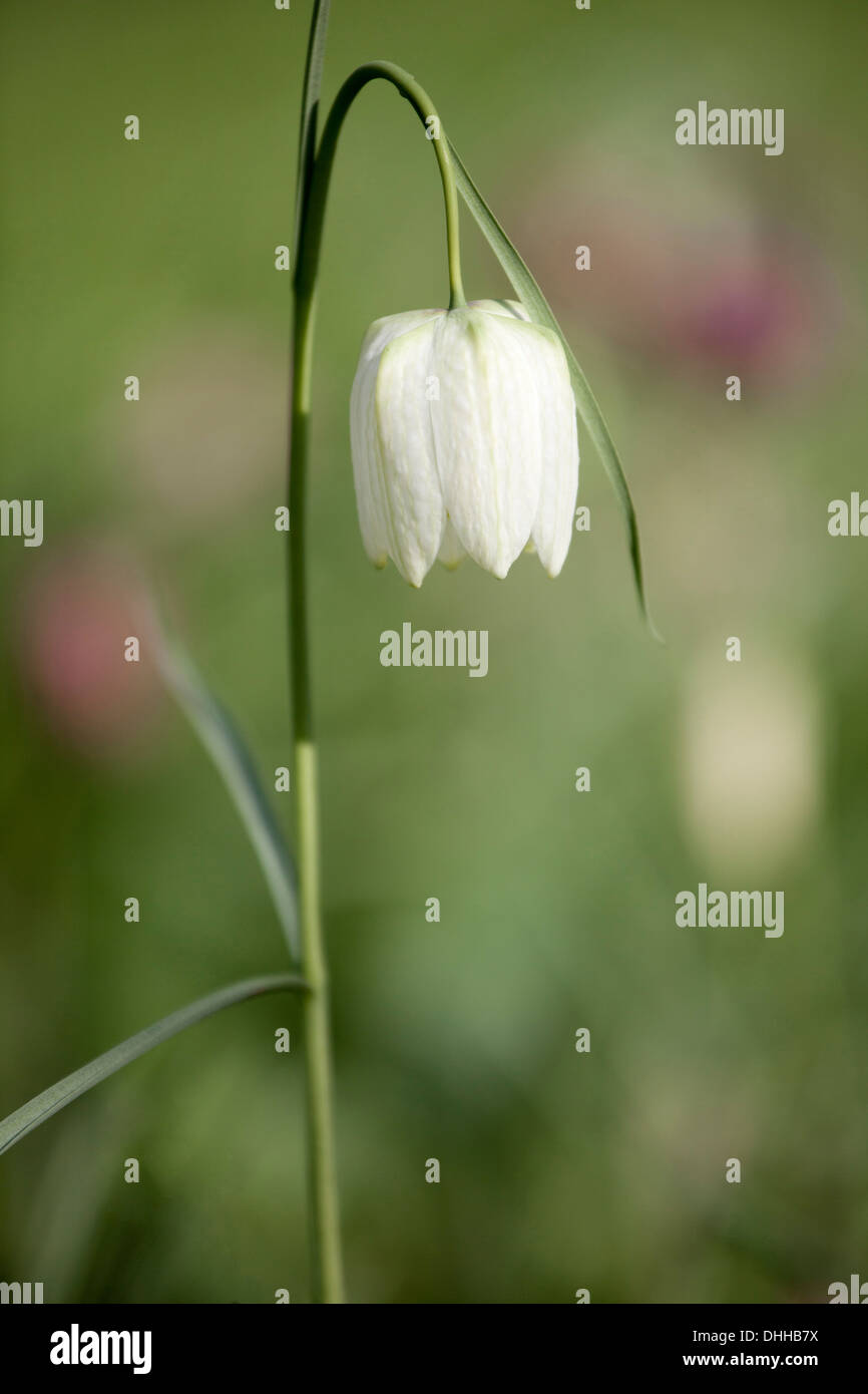 White Fritillaria meleagris con profondità di campo ridotta, soft focus sul fiore Foto Stock