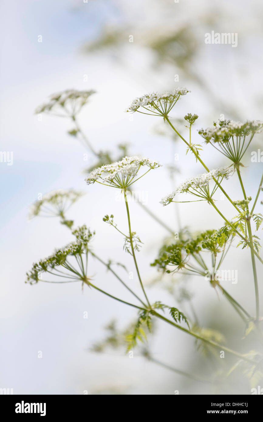 Close up Skirret bianco fiori con soft focus e profondità di campo. Foto Stock