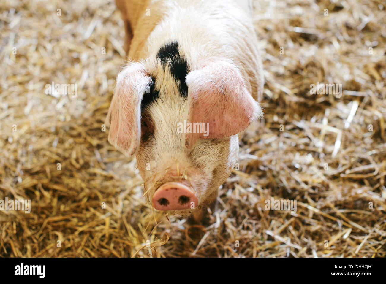 Il Gloucestershire vecchio spot Foto Stock