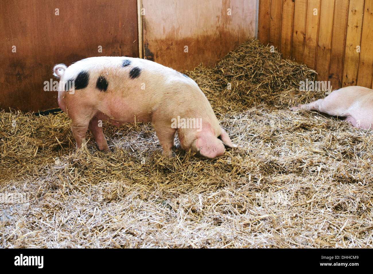 Il Gloucestershire vecchio spot Foto Stock