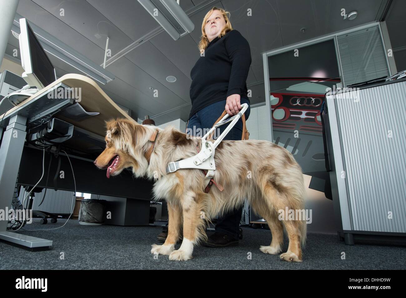 Ingolstadt, Germania. 30 ott 2013. Marie Schenk, chi è non vedenti, si siede a un tavolo con il suo Pastore australiano cane "Paula' a Ingolstadt, Germania, 30 ottobre 2013. Schenk addestrato come assistente di gestione al produttore di automobili Audi e è stato assunto dopo la formazione. Foto: Armin Weigel/dpa/Alamy Live News Foto Stock