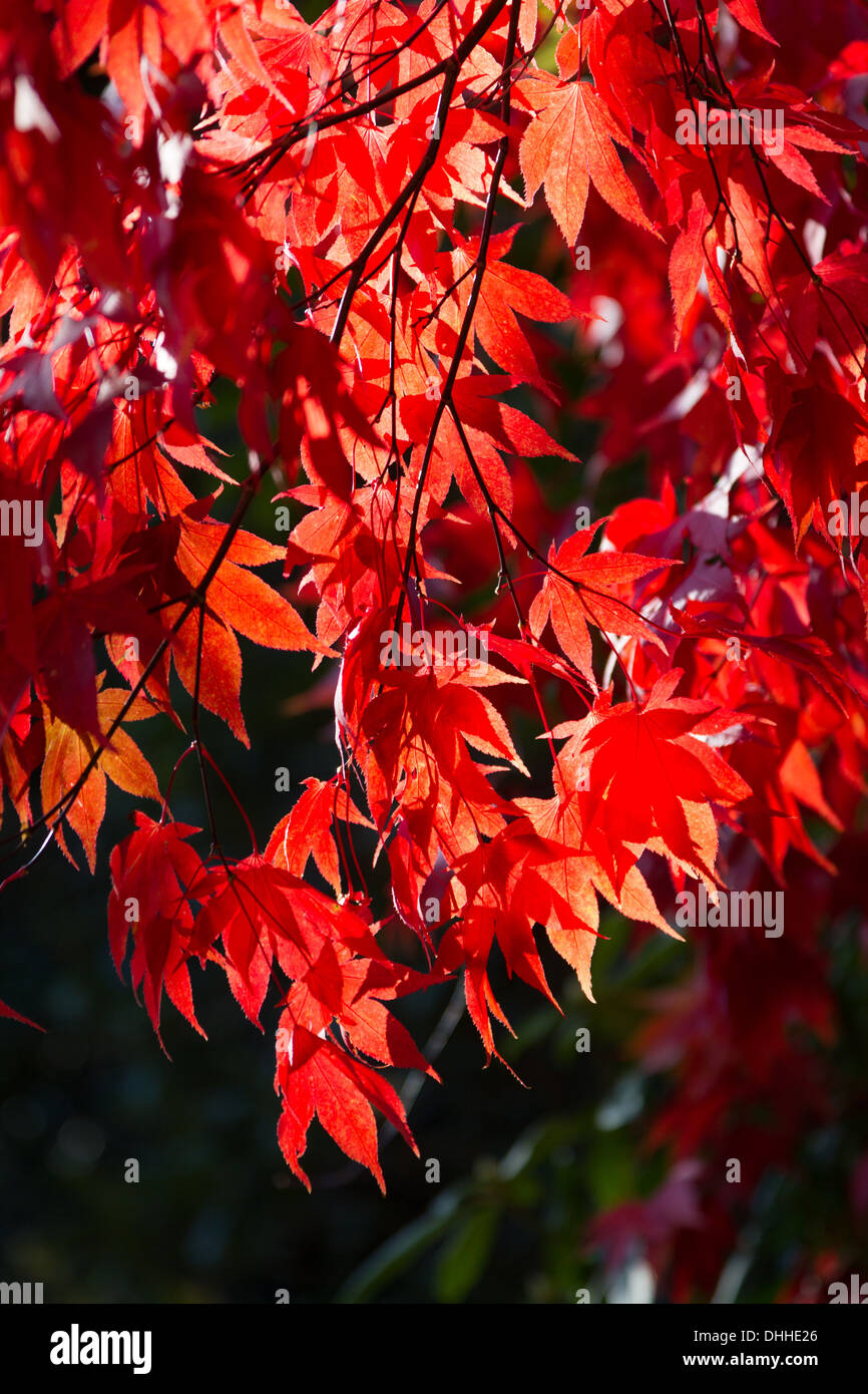 Rosso brillante Acer Albero in autunno o cadono Foto Stock