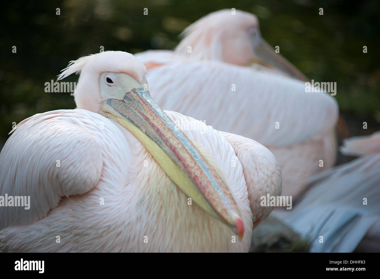 Grande bianco elegante pelican in London Zoo. Foto Stock
