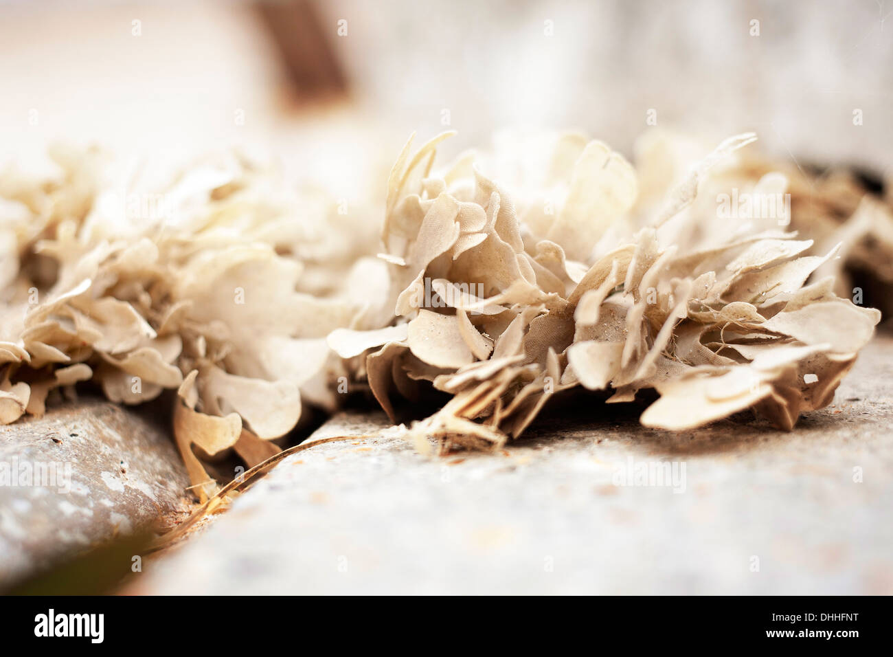 Asciugare cartaceo beige pallido color neutro alghe su pietre lisce Foto Stock