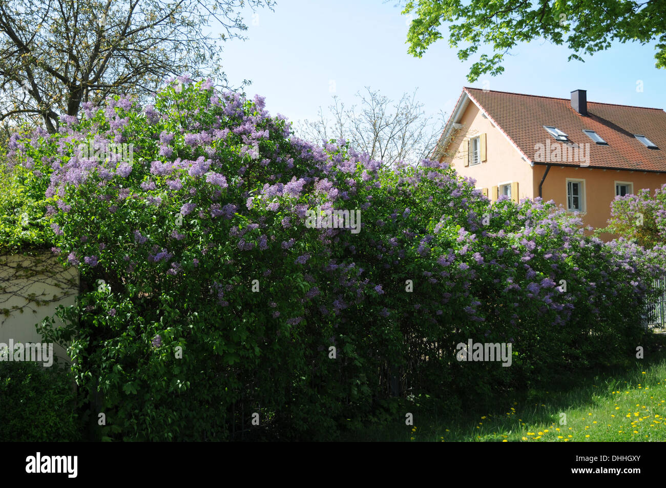 Fioritura lilla-hedge Foto Stock