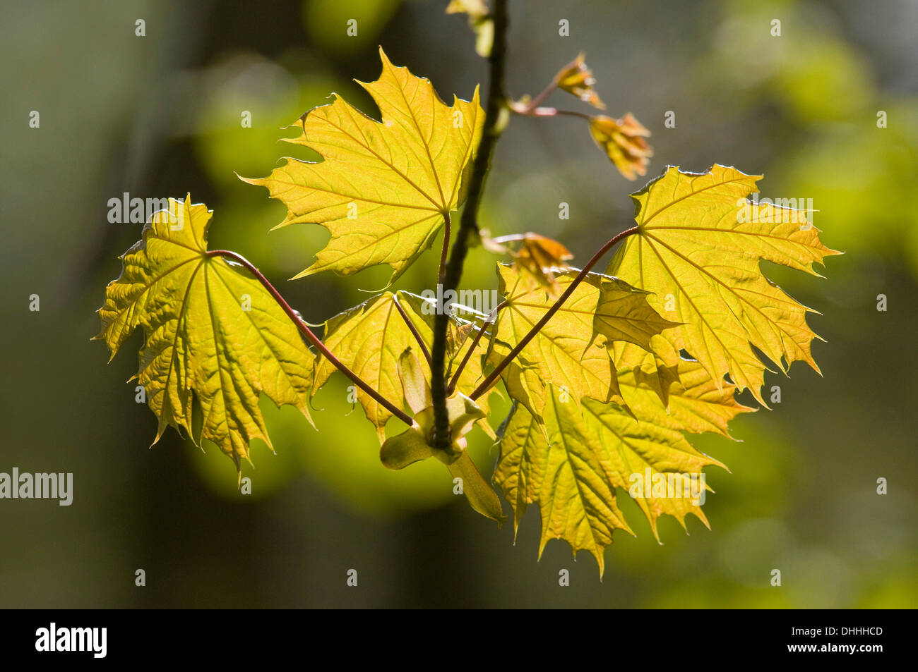 Norvegia (acero Acer platanoides), il ramo con foglie, Turingia, Germania Foto Stock