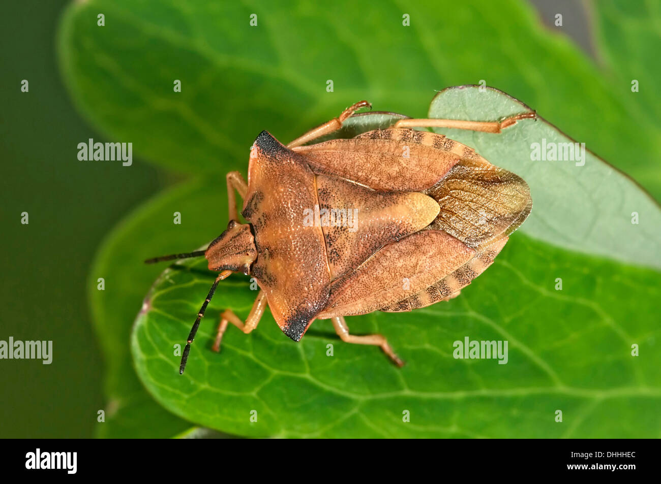 Bug di protezione (Carpocoris fuscispinus), Baden-Württemberg, Germania Foto Stock