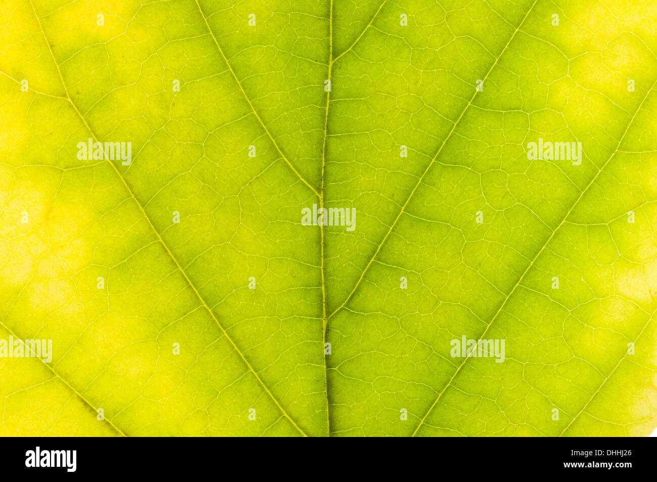 Virginian amamelide (Hamamelis Virginiana), struttura di foglia, retro-illuminato, modificando i colori autunnali, Hesse, Germania Foto Stock