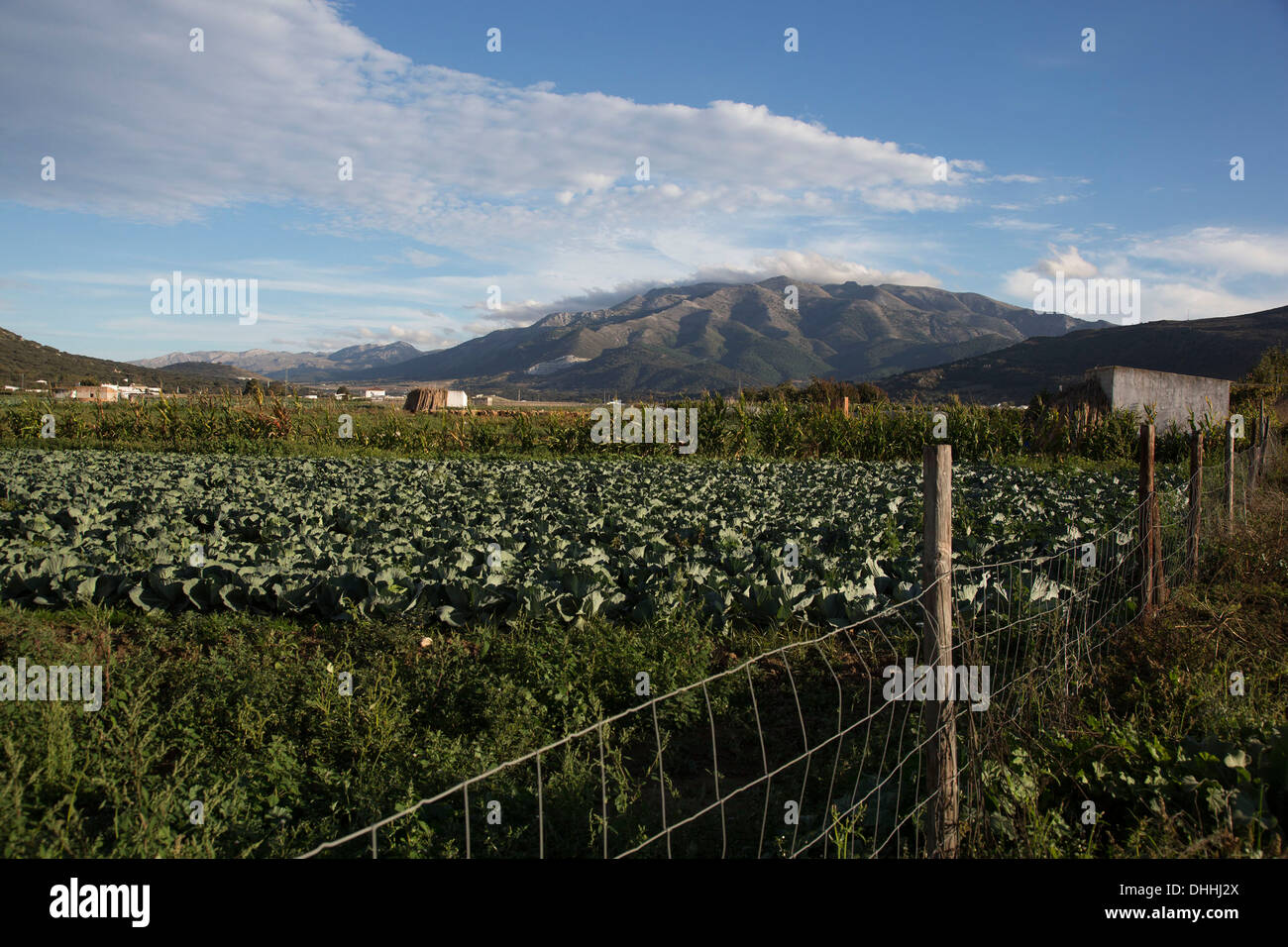 Agricoltura vicino a Las Ventas de Zafarraya. Questa comunità rurale è dipendente sulle colture come i cavoli cappucci e verzotti, ma si trovano in difficoltà a causa del basso livello dei prezzi. Foto Stock