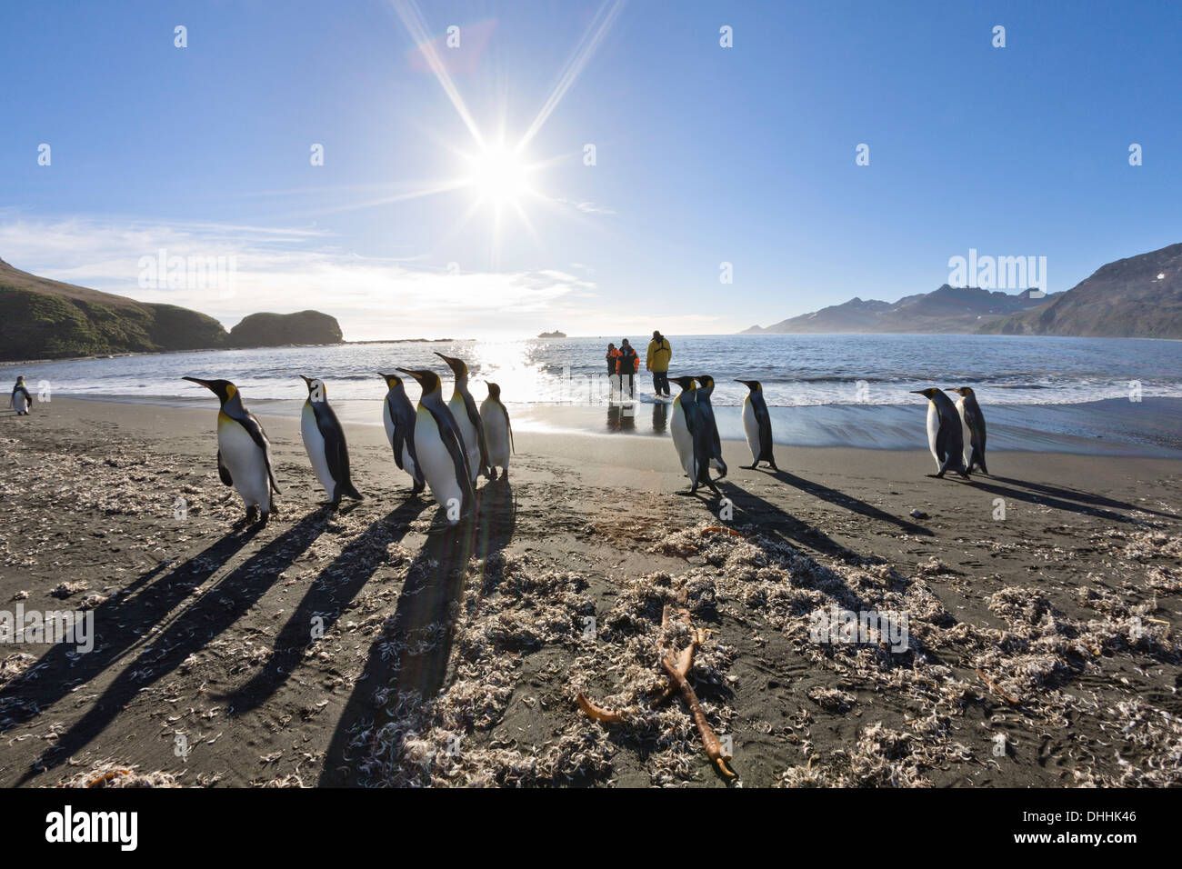 Il re dei pinguini, Aptenodytes patagonicus, Baia di St Andrews, Georgia del Sud Antartide Foto Stock