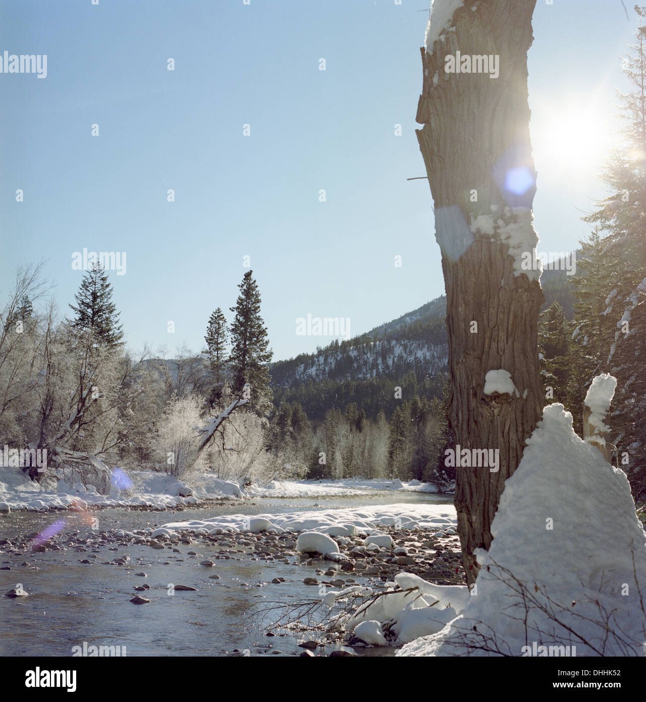 Foresta coperta di neve Foto Stock