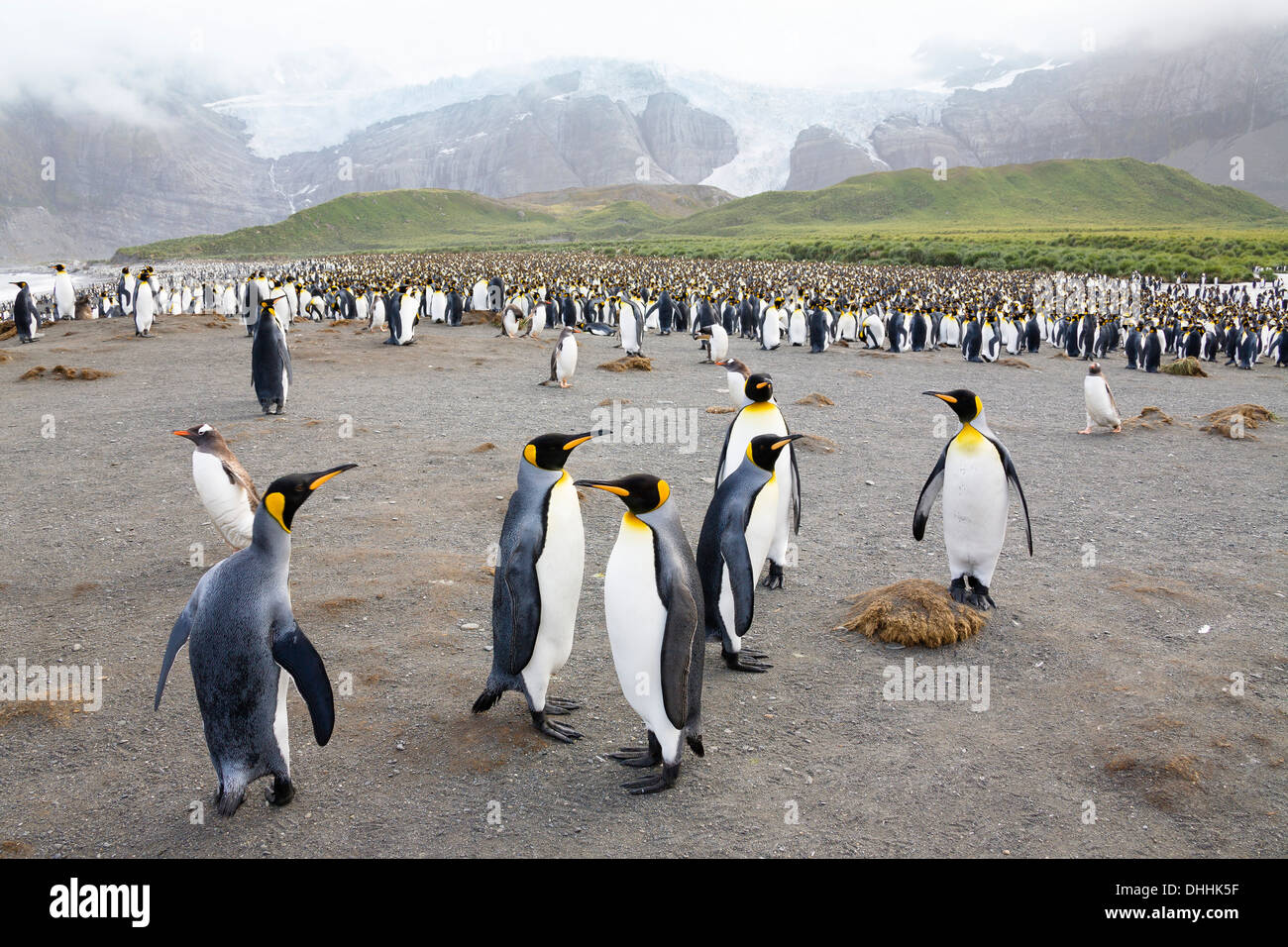 Il re dei pinguini, Aptenodytes patagonicus, oro Harbour, Georgia del Sud Antartide Foto Stock