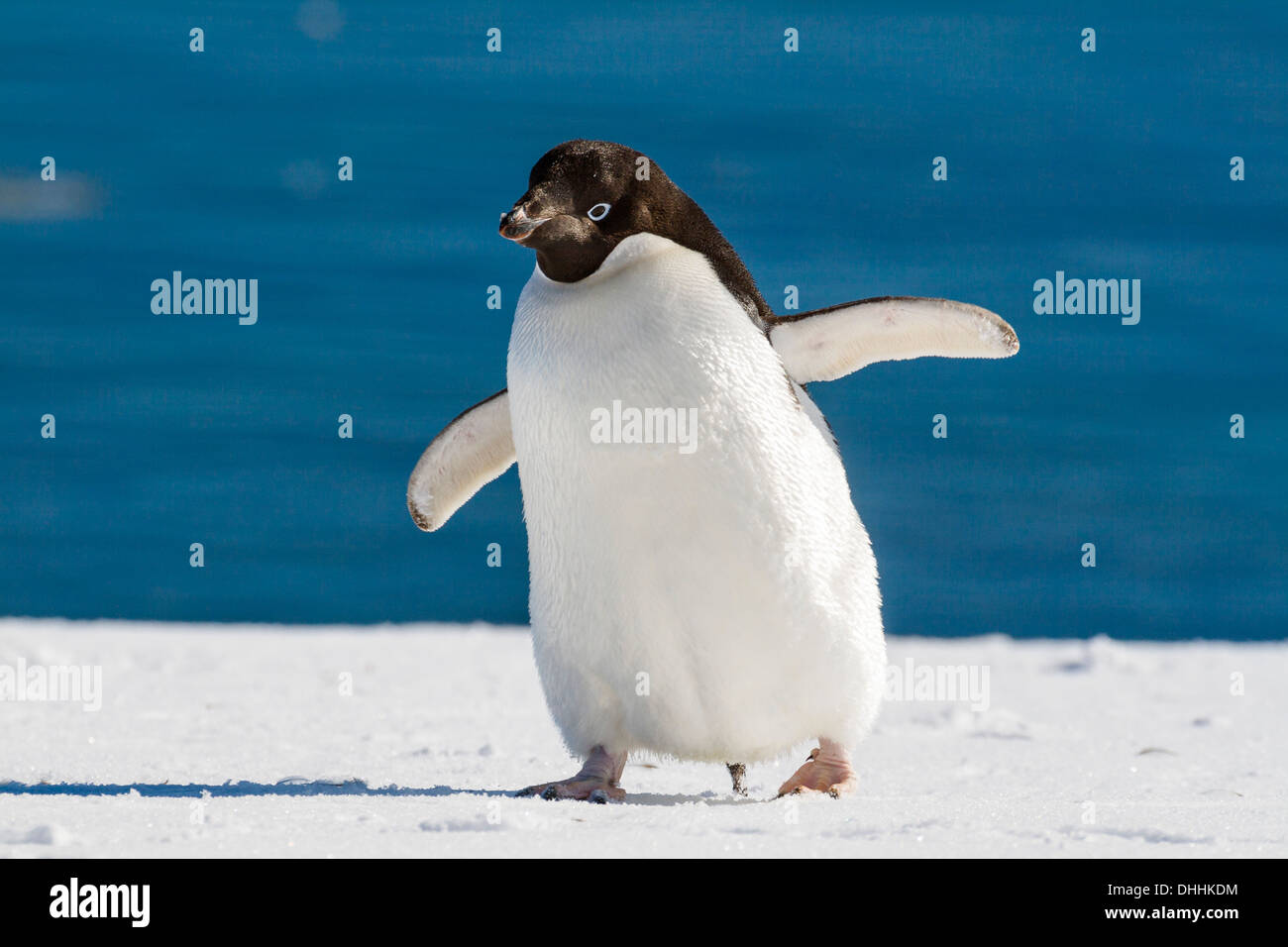 Adelie Penguin Pygoscelis adeliae, Penisola Antartica, Antartide Foto Stock