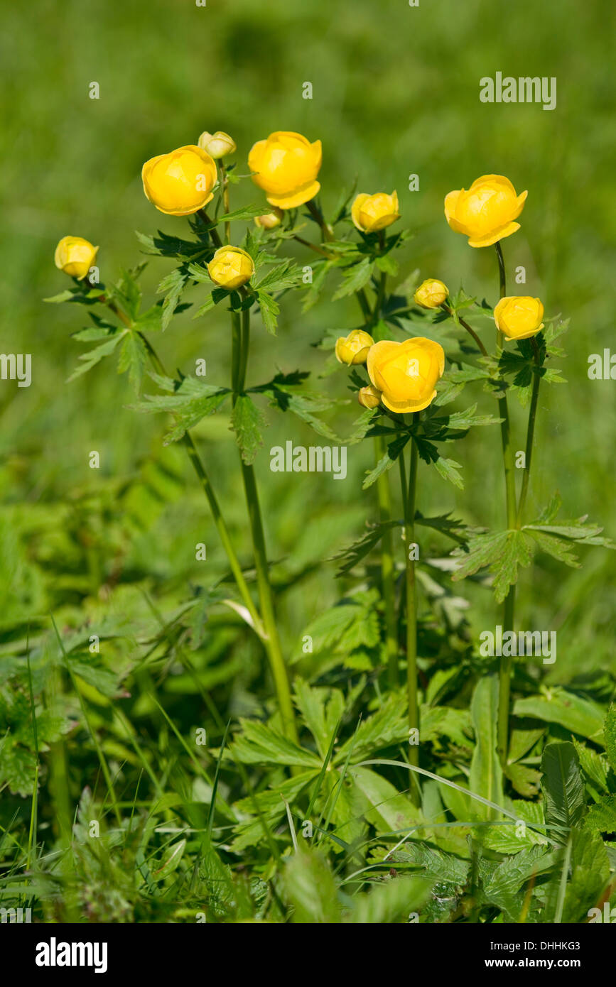 Globe Flower (Trollius europaeus), fioritura su un prato, Turingia, Germania Foto Stock