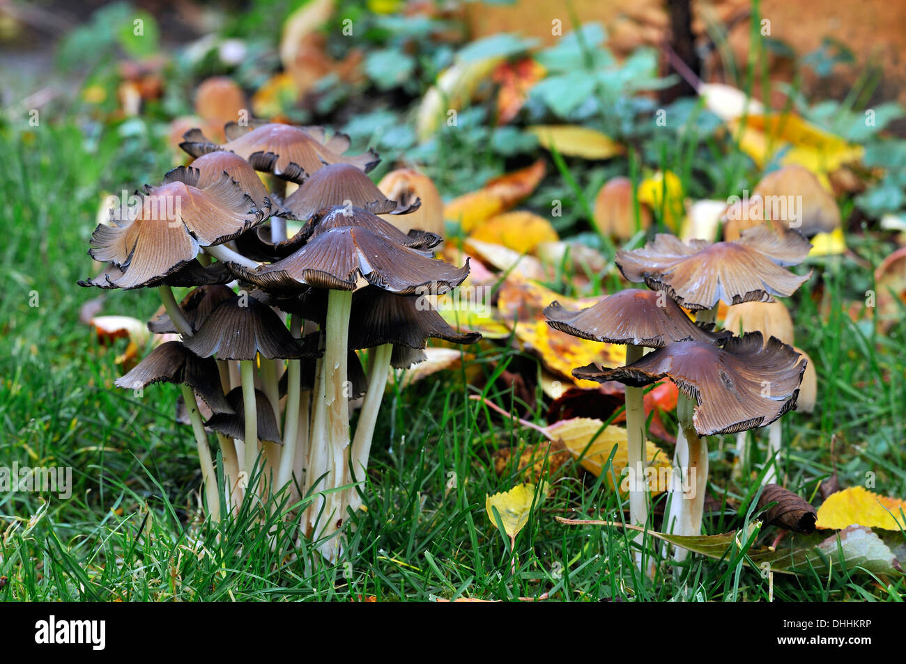 Mica il cappuccio (Coprinus micaceus), Media Franconia, Baviera, Germania Foto Stock