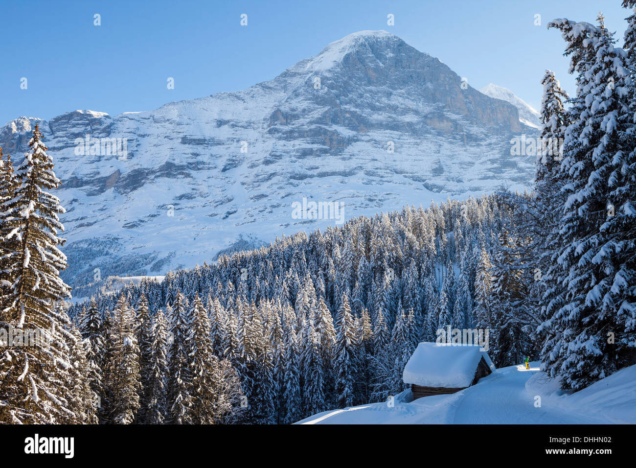 Escursioni con le racchette da neve con il cane e profonde nevicato in alpine cottage, in background parete nord dell'Eiger sopra Grindelwald, Jungfrauregi Foto Stock