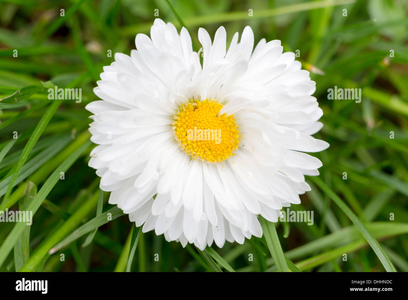 Daisy (Bellis perennis), Baden-Württemberg, Germania Foto Stock