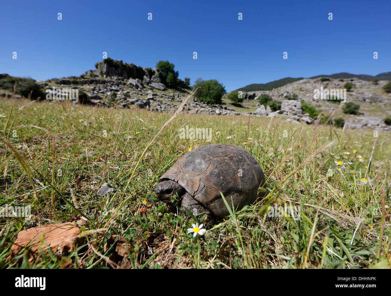 Sperone mediterraneo-thighed tartaruga (Testudo graeca) sull'erba, Köprülü Canyon National Park, Provincia di Antalya, Turchia Foto Stock