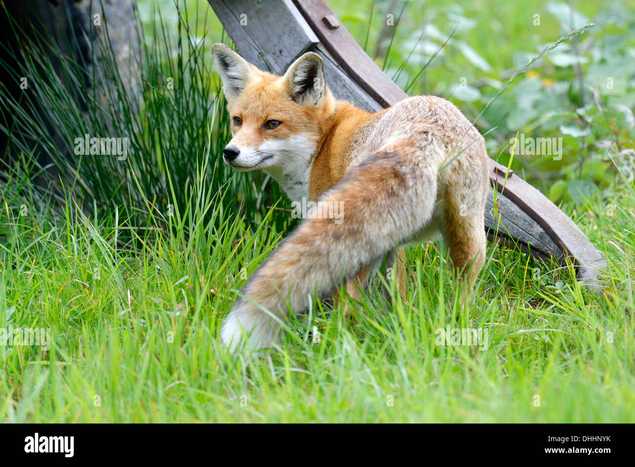 Red Fox (Vulpes vulpes vulpes), il Cantone di Zurigo, Svizzera Foto Stock