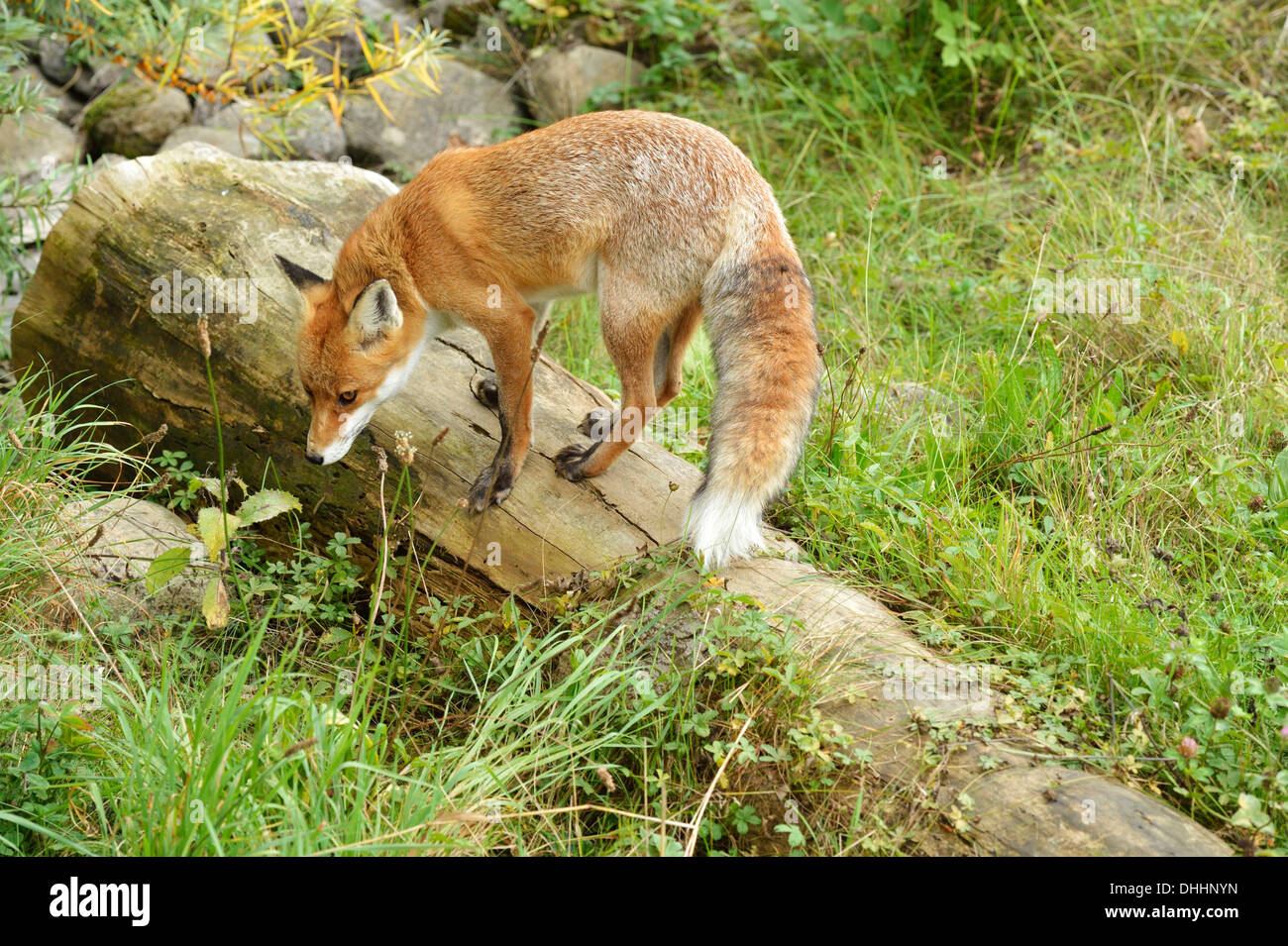 Red Fox (Vulpes vulpes vulpes) in piedi su un vecchio albero tronco, Cantone di Zurigo, Svizzera Foto Stock