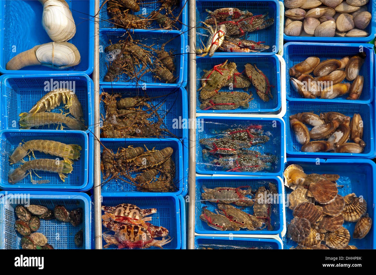 Lavabi con live animali marini per la vendita, Sai Kung, Hong Kong, Cina Foto Stock