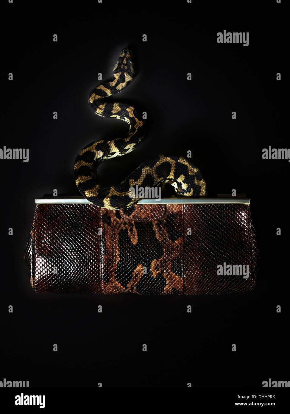 Snake in borsa Foto Stock