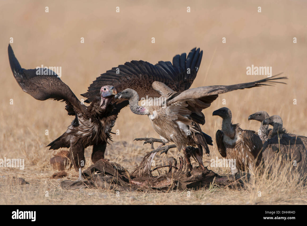 Falda-fronte o avvoltoio avvoltoio Nubiano (Torgos tracheliotus) combattimenti con Capo il grifone (Gyps coprotheres) su una carcassa Foto Stock