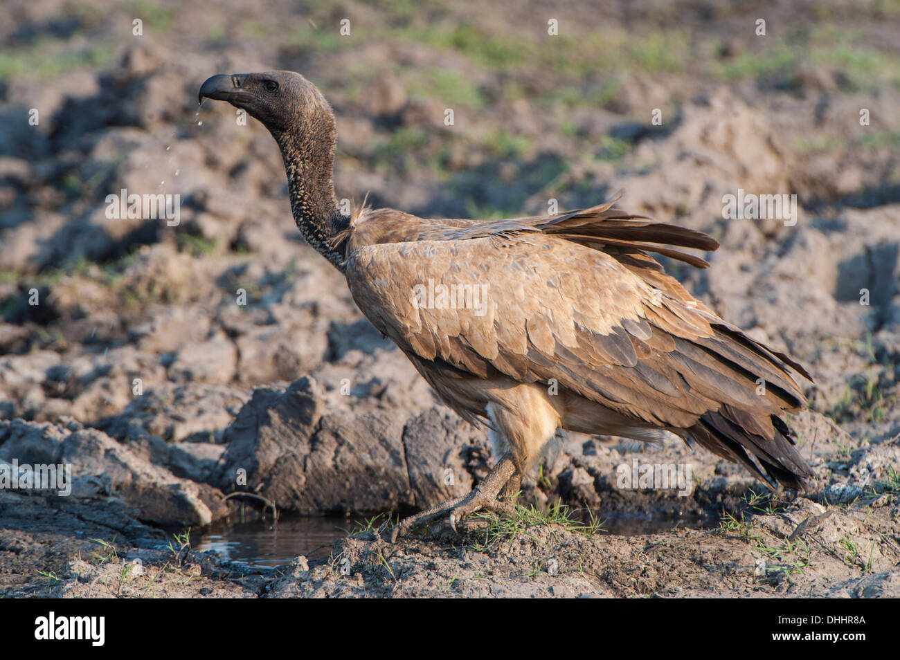 Cape Vulture (Gyps coprotheres), Chobe National Park, distretto nordoccidentale, Botswana Foto Stock